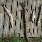 Rautjarvi 코콜라