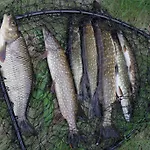 Rautjarvi 코콜라