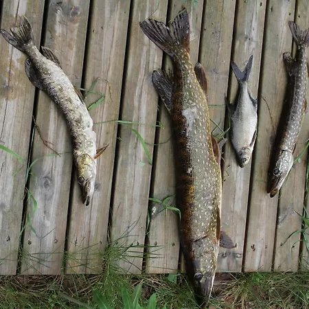 Rautjaervi コッコラ